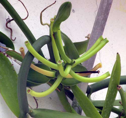 ornamental vinilla pods/ fruits