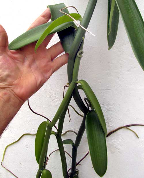 ornamental vinilla roots