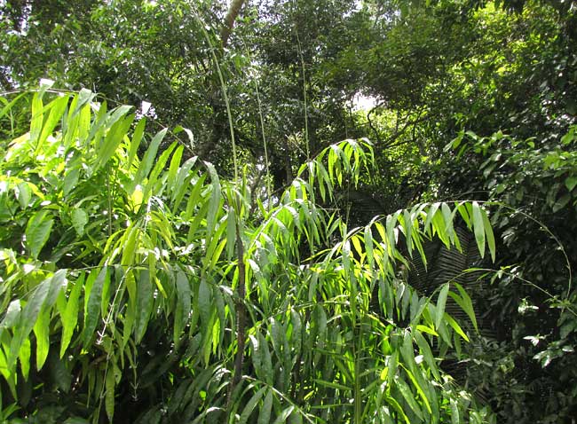 DESMONCUS ORTHACANTHOS, young fronds at top of plant