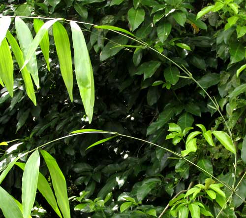 DESMONCUS ORTHACANTHOS, developing tips of young fronds