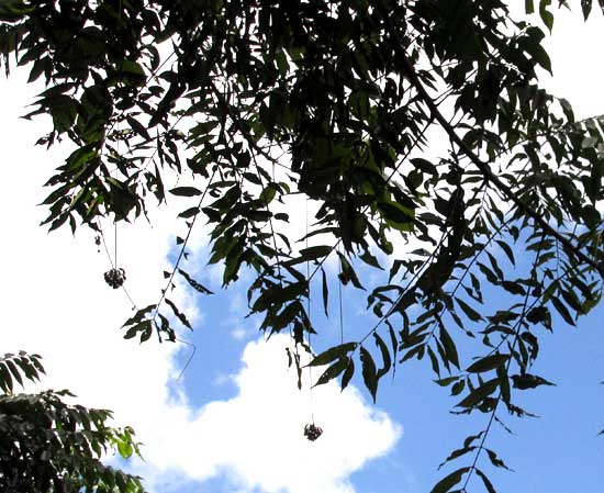 Pica-Pica, MUCUNA cf. ARGYROPHYLLA, flower cluster dangling from tree