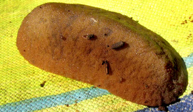 Bean Slug, SARASINULA PLEBEIA