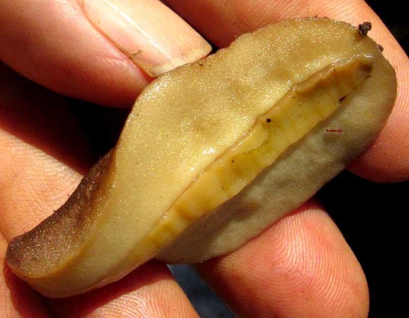 Bean Slug, SARASINULA PLEBEIA, bottom