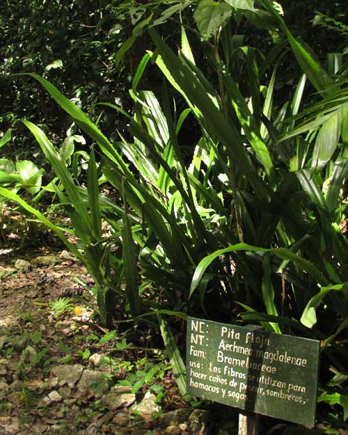 AECHMEA MAGDALENAE