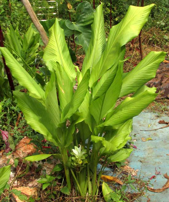 Turmeric Plant, CURCUMA LONGA, flowering