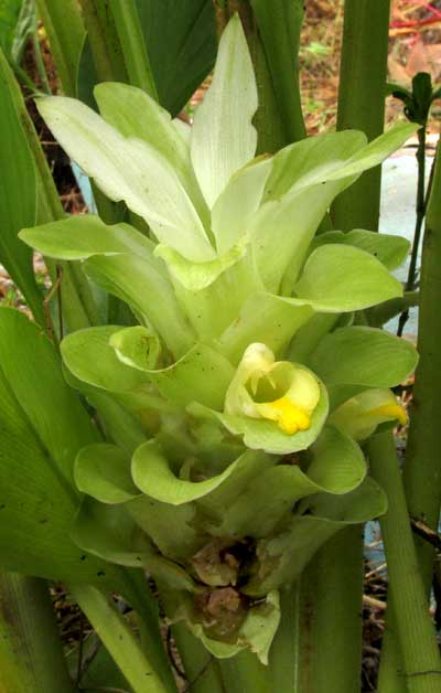 Turmeric Plant, CURCUMA LONGA, inflorescence