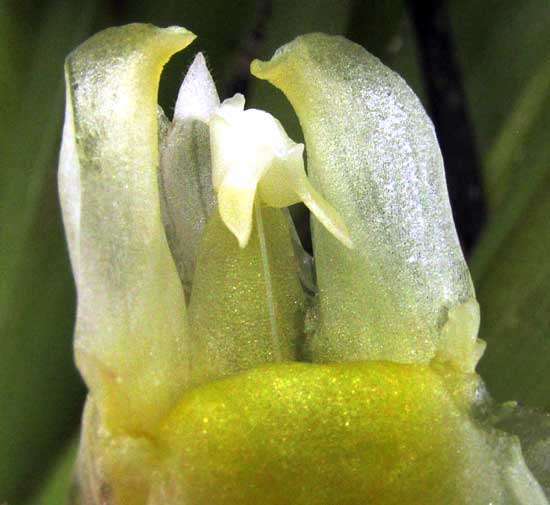 Turmeric Plant, CURCUMA LONGA, stamen and staminodes