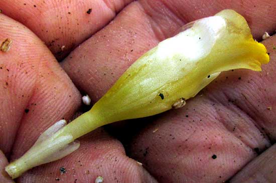 Turmeric Plant, CURCUMA LONGA, flower removed, seen from side, with calyx