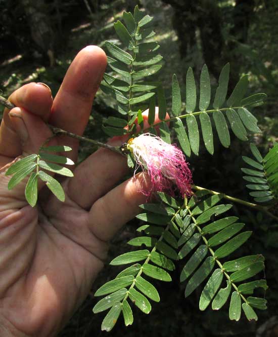 CALLIANDRA SURINAMENSIS