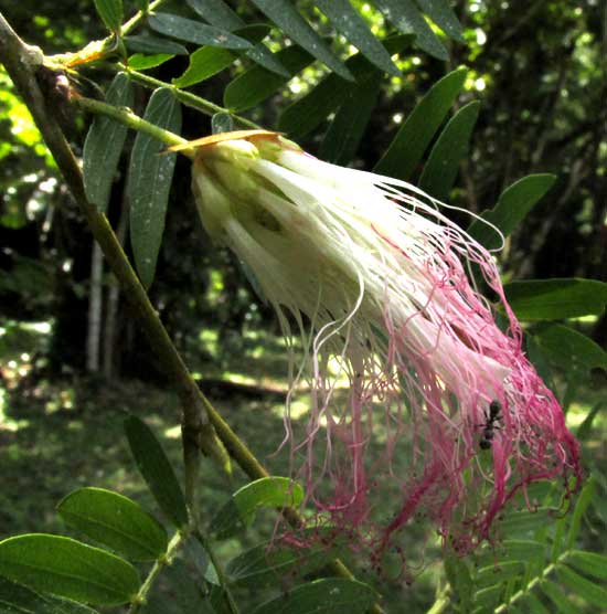 CALLIANDRA SURINAMENSIS, inflorescence fromside