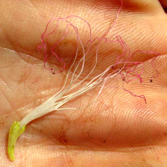 CALLIANDRA SURINAMENSIS,flower