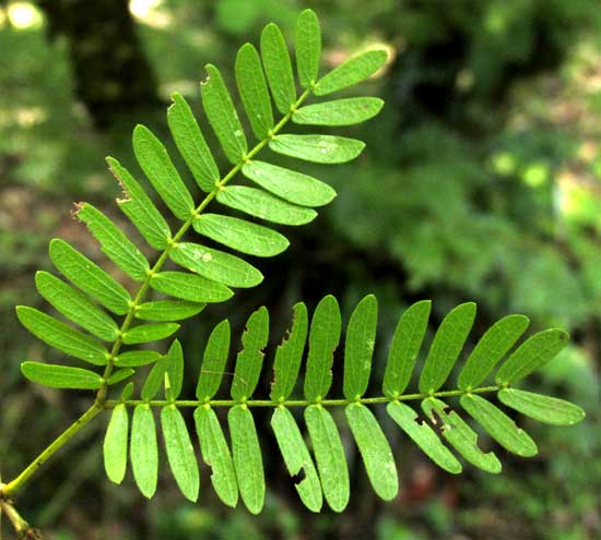 CALLIANDRA SURINAMENSIS, compound leaf