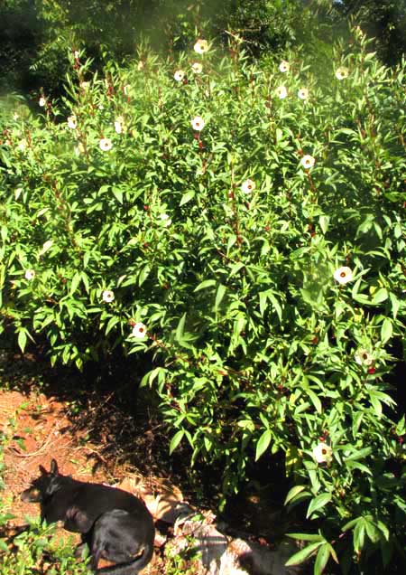 Roselle, HIBISCUS SABDARIFFA