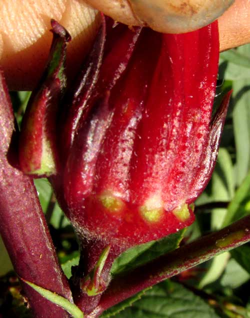 Roselle, HIBISCUS SABDARIFFA, immature glandular sepals