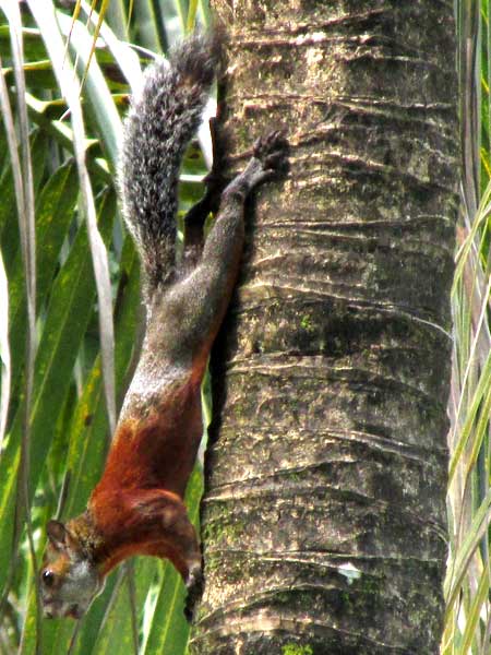 Red-bellied Squirrel, SCIURUS AUREOGASTER
