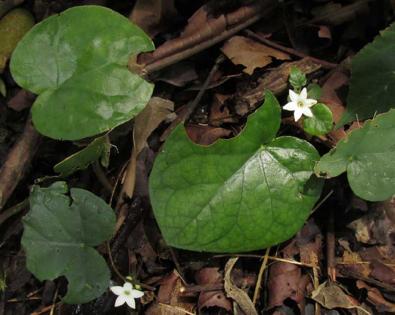 GEOPHILA MACROPODA