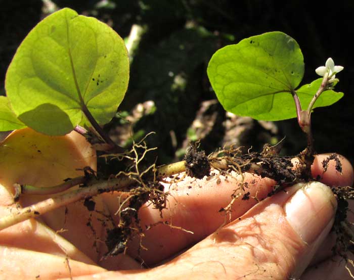 GEOPHILA MACROPODA showing rooting stem nodes