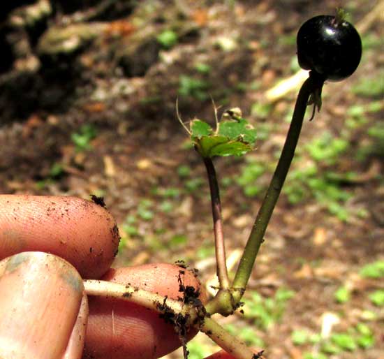 GEOPHILA MACROPODA, fruit on peduncle