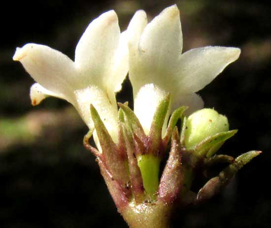 GEOPHILA MACROPODA