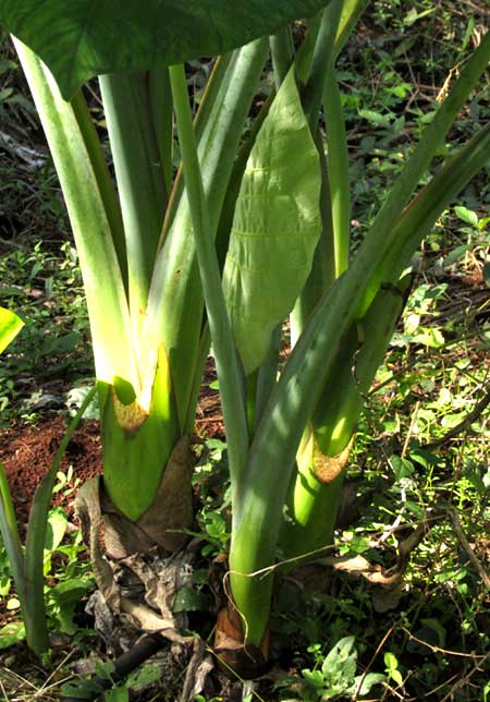 Xanthosoma sagittifolium, young edible leaf expanding