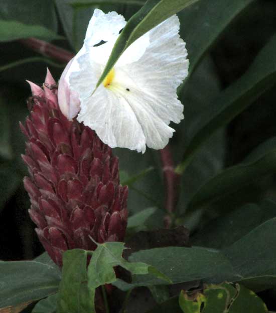 Crepe Ginger, CHEILOCOSTUS SPECIOSUS, flowering showing yellow spot