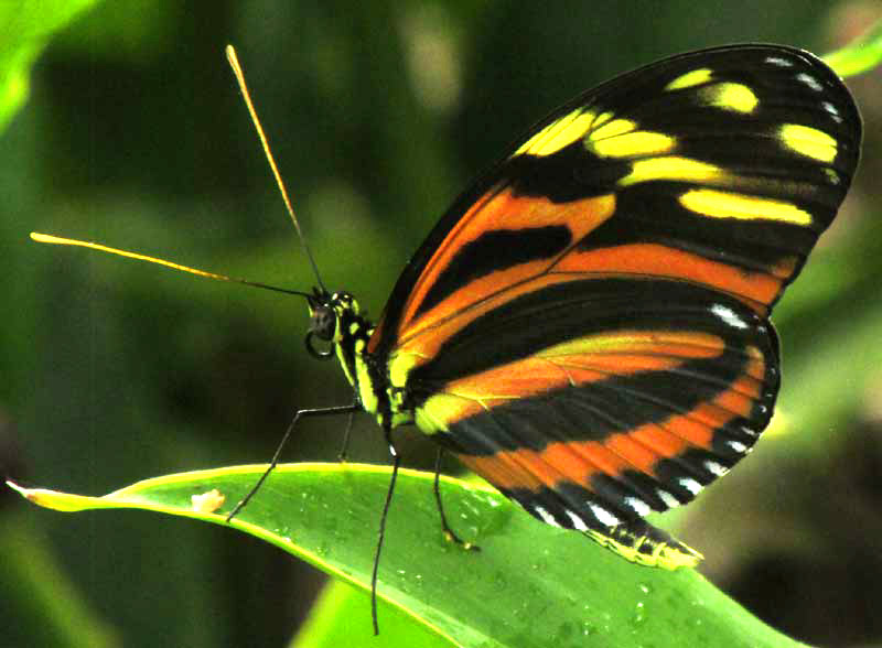 Tiger-striped Longwing, HELICONIUS ISMENIUS