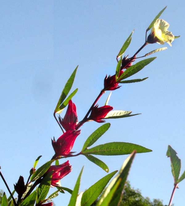 Roselle, HIBISCUS SABDARIFFA, calyxes enlarging down stem