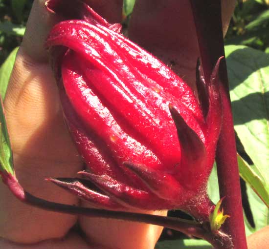 Roselle, HIBISCUS SABDARIFFA, sepals with expanded acid glands