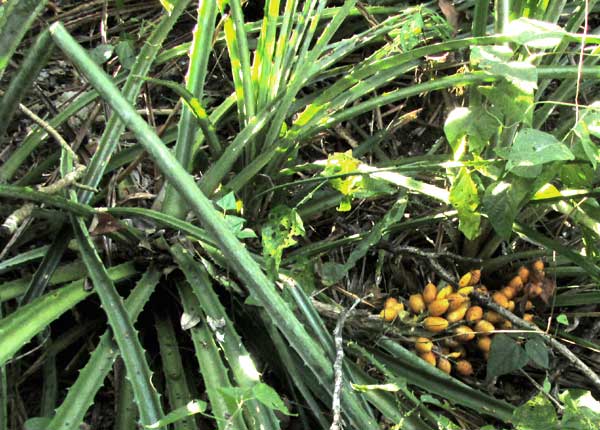 Piñuela, BROMELIA PINGUIN, fruiting cluster on ground