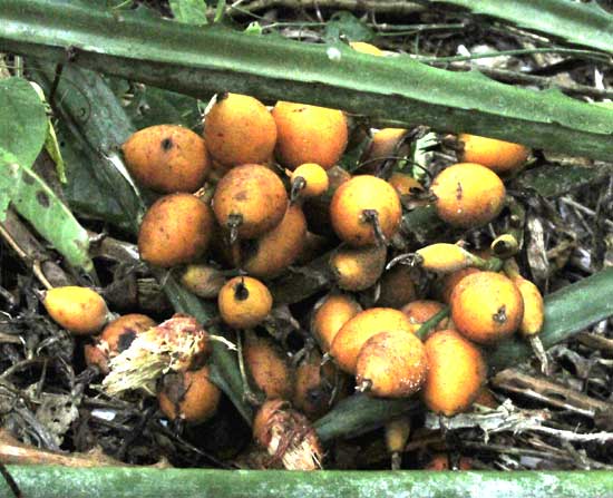 Piñuela, BROMELIA PINGUIN, chewed-on fruits 