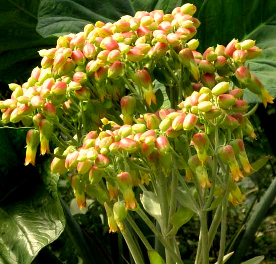 Donkey Ears, KALANCHOË GASTONIS-BONNIERI; inflorescence