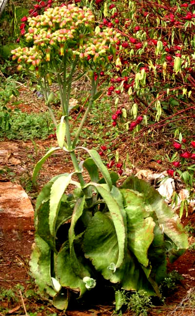 Donkey Ears, KALANCHOË GASTONIS-BONNIERI