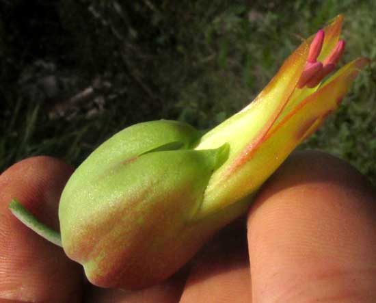 Donkey Ears, KALANCHOË GASTONIS-BONNIERI; flower