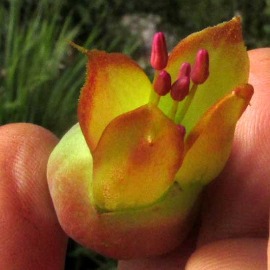 Donkey Ears, KALANCHOË GASTONIS-BONNIERI; flower from front