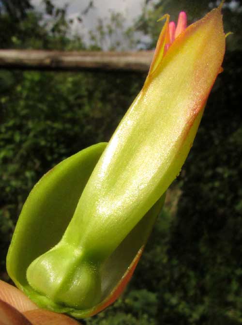 Donkey Ears, KALANCHOË GASTONIS-BONNIERI; corolla's contracted base