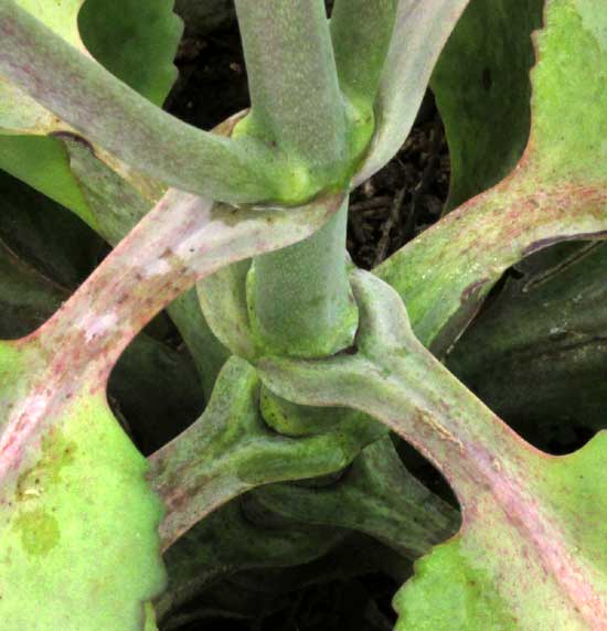 Donkey Ears, KALANCHOË GASTONIS-BONNIERI; phylloclade attachment to main stem