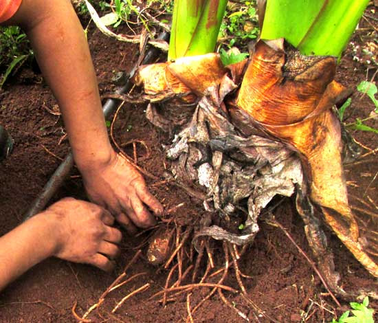 Xanthosoma sagittifolium, tuber being exposed