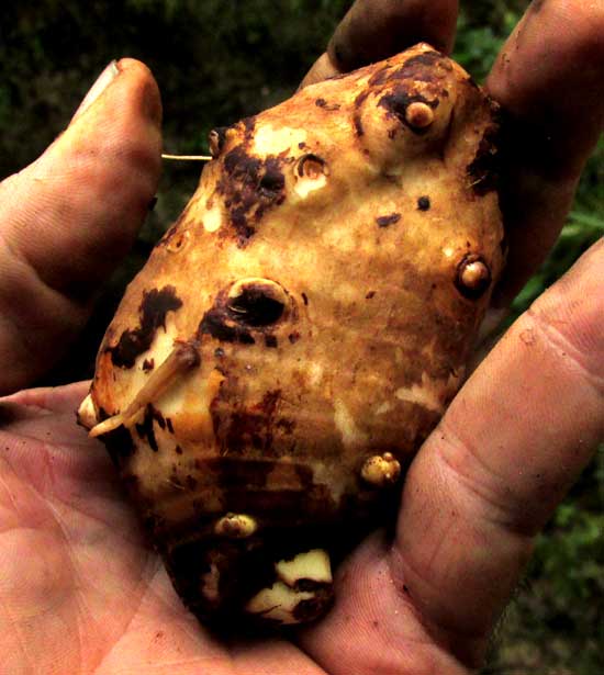 Xanthosoma sagittifolium, tuber