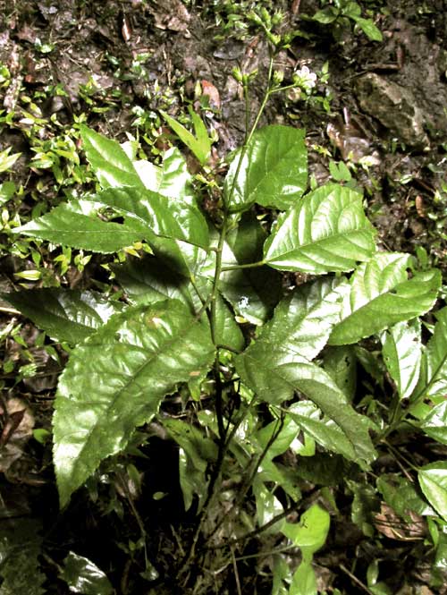 PAVONIA SCHIEDEANA