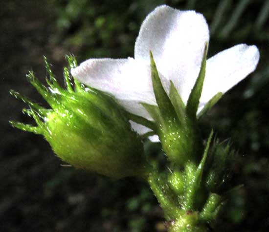 PAVONIA SCHIEDEANA, calyx and bracts