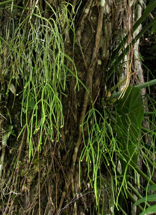 Mistletoe Cactus, RHIPSALIS BACCIFERA