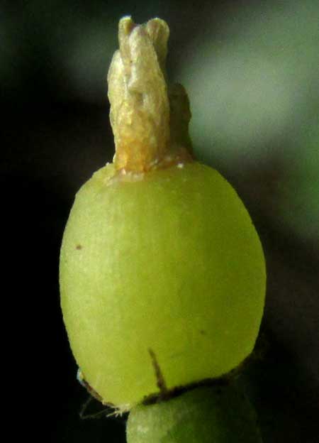 Mistletoe Cactus, RHIPSALIS BACCIFERA, immature fruit with dried-up flower