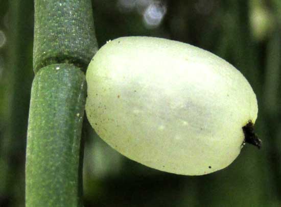 Mistletoe Cactus, RHIPSALIS BACCIFERA, fruit