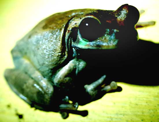 Mexican Treefrog, SMILISCA BAUDINII