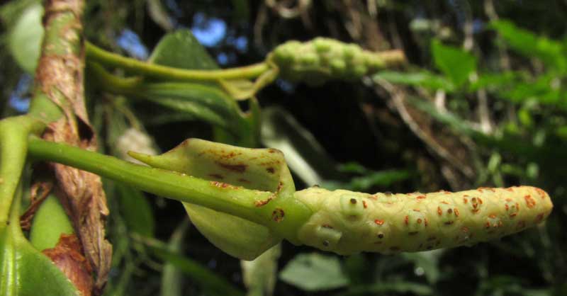 Pearl Anthurium, ANTHURIUM SCANDANS, spike