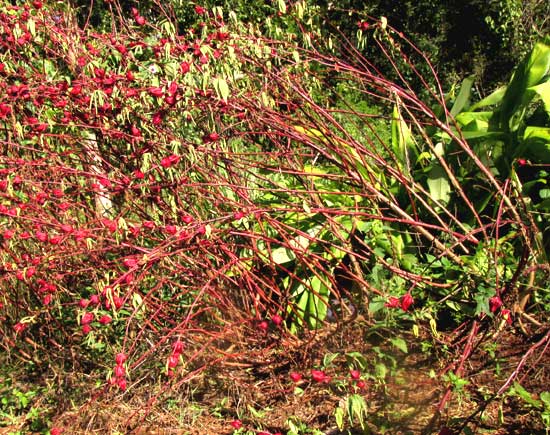 Roselle, HIBISCUS SABDARIFFA, plants bending beneath heavy calyxes