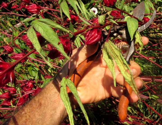 Roselle, HIBISCUS SABDARIFFA, snipping stems bearing calyxes