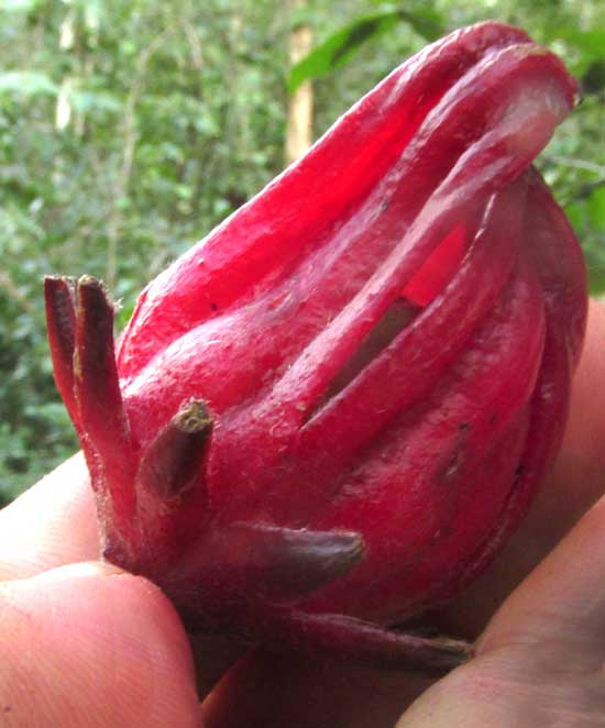 Roselle, HIBISCUS SABDARIFFA, mature calyx