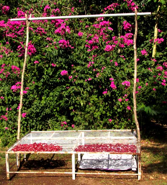 Roselle, HIBISCUS SABDARIFFA, calyxes drying in sun