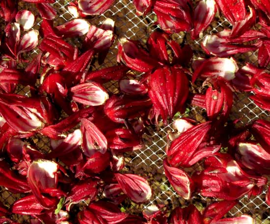 Roselle, HIBISCUS SABDARIFFA, drying calyxes